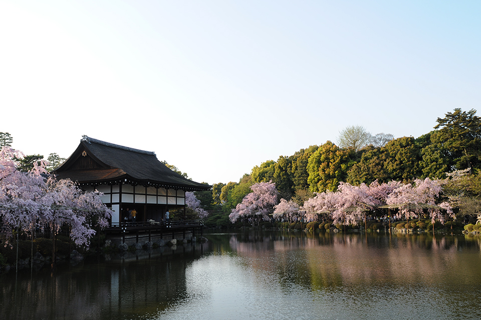 京都平安神宮櫻花