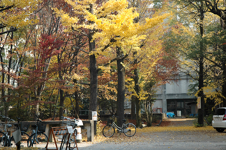 京都大學‧銀杏